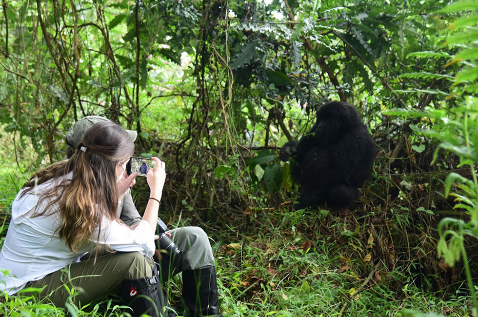 Gorilla Trekking