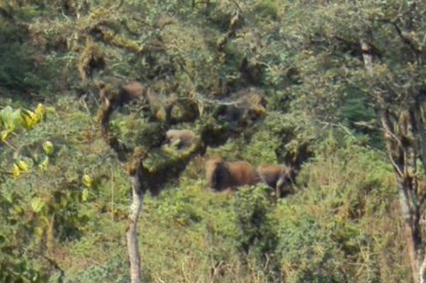 Forest Elephants of Bwindi | Bwindi Impenetrable National Park