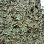 Bwindi Lichens