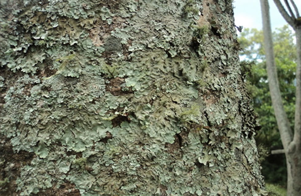 Bwindi Lichens