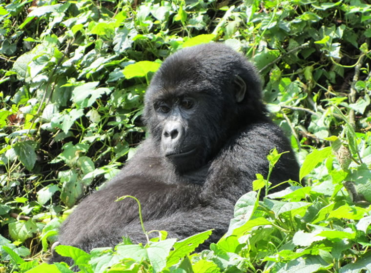 Bwindi Gorilla