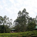 The Bwindi Guest House