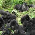 Bwindi Gorillas