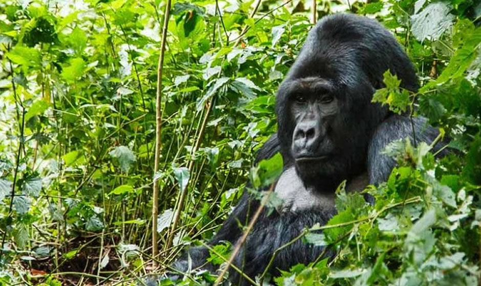Katwe Gorilla Family - Gorilla Families | Bwindi Impenetrable National Park
