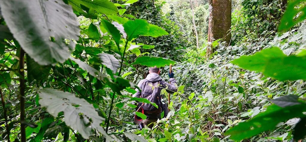 Bwindi Nature Walk