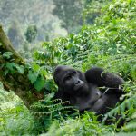 Bwindi Gorilla