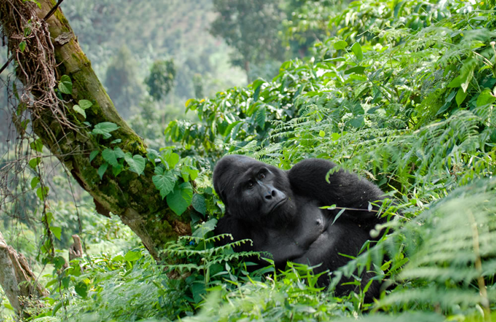 Bwindi Gorilla