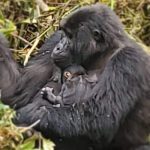 Mukidebe and Baby Gorilla