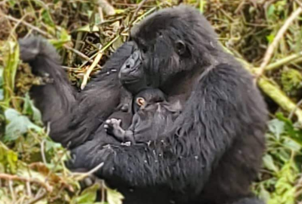 Mukidebe and Baby Gorilla