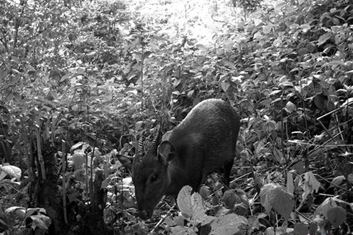 Weyns’s duiker in Bwindi.