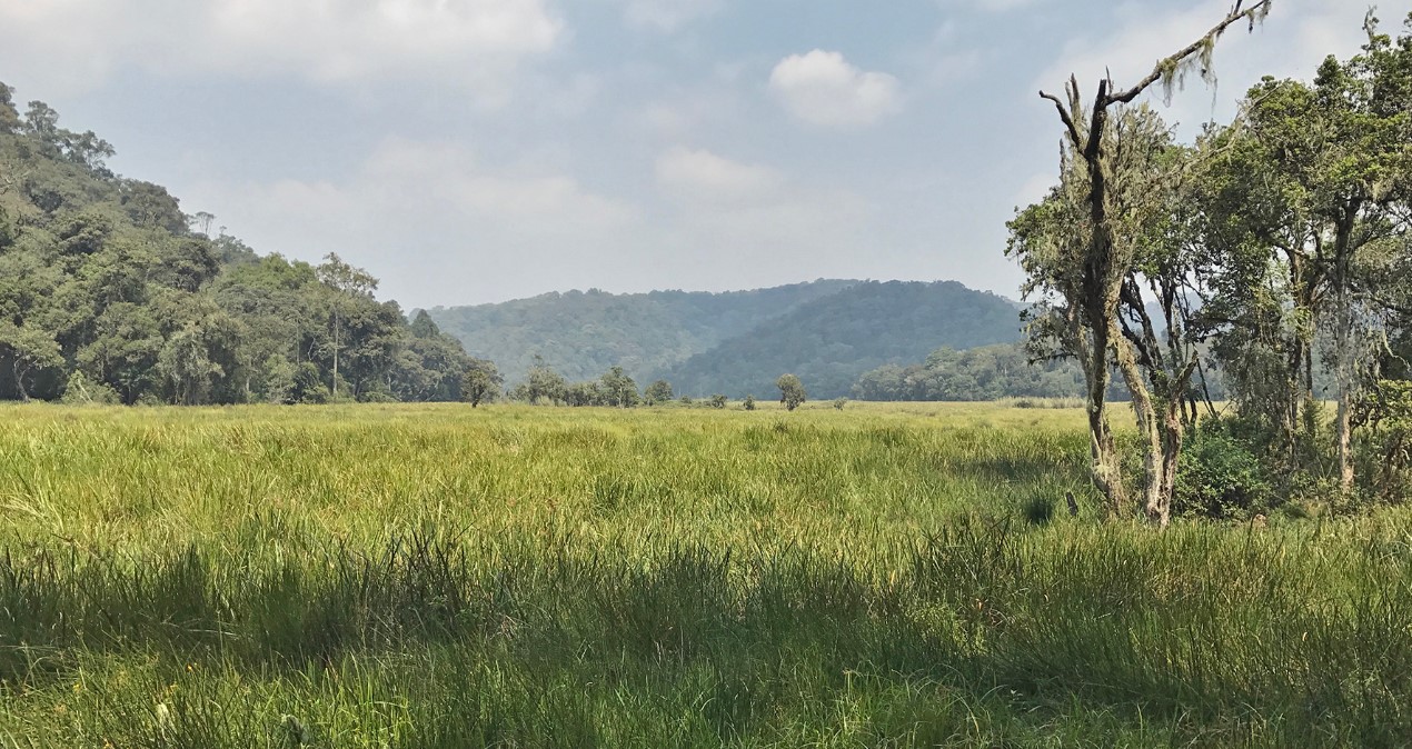 Mubwindi Swamp Trail