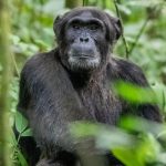 Kibale Chimpanzee Trek