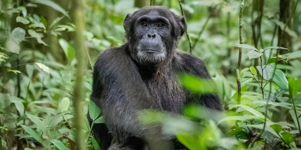 Kibale Chimpanzee Trek